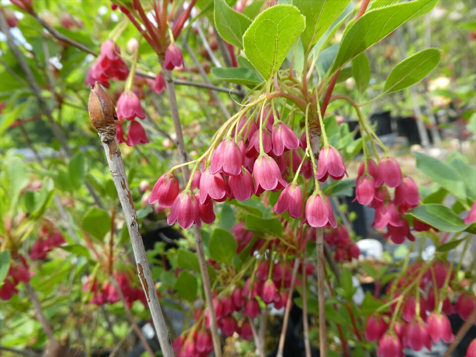 蕾付 3株セット 植木 晩春にスズランのようなかわいらしい花を咲かせます ベニサラサドウダンツツジ 紅更紗ドウダン 樹高50cm前後 画像は1株ですが3株まとめての発送となります 富士園芸店