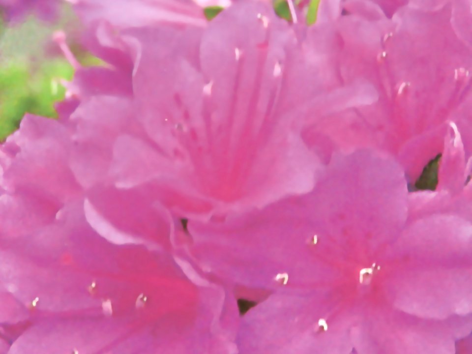 楽天市場 キリシマツツジ 紫霧島 12cmポット 樹高約10 15cm 富士園芸楽天市場店