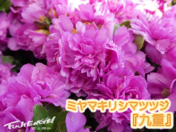 花終わり ミヤマキリシマ 九重 R7029 樹高15cm 幅50cm Andapt Com