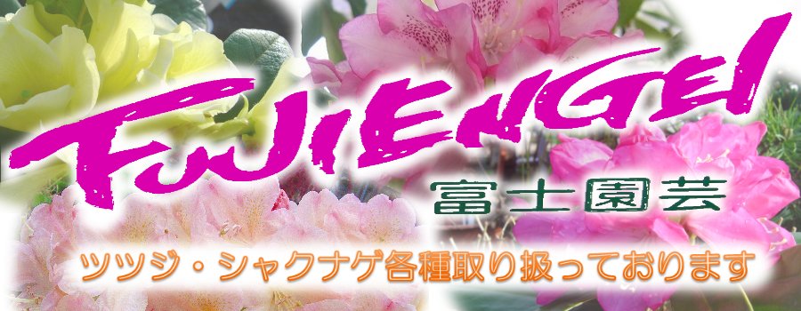 富士園芸楽天市場店:ツツジ・シャクナゲ専門店