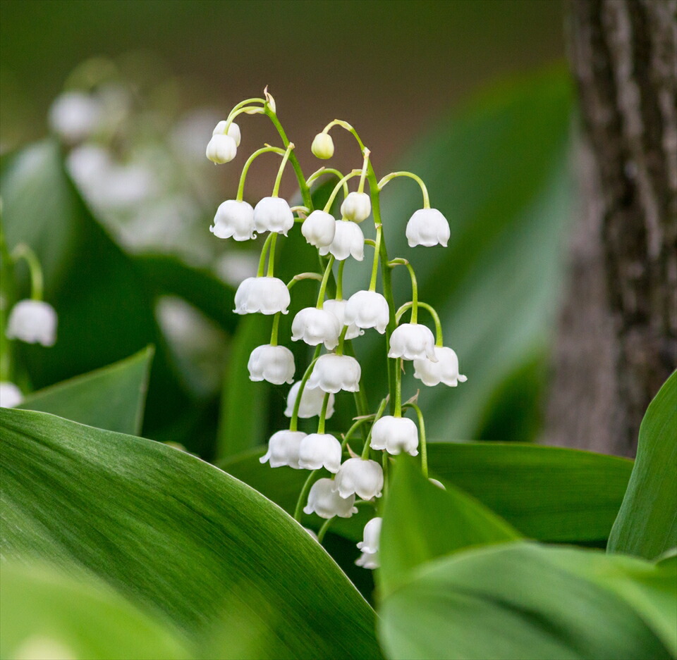 楽天市場 ニホンスズラン 1ポット 商品画像は21年6月撮影です 今年度の花は終わっていますので来年用にいかがですか 商品画像 は21年6月撮影です 富士園芸楽天市場店 楽天市場 ニホンスズラン 1ポット 商品画像は21年6月撮影です 今年度の花は終わっていますので来年用にいかがですか 商品画像 は21年6月撮影です 富士園芸楽天市場店