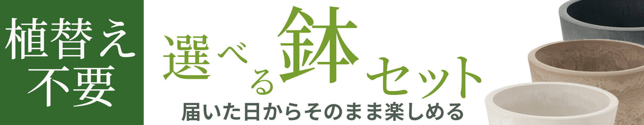 楽天市場】【 商品画像はイメージです 】ヒマラヤスギ『 フィーリン