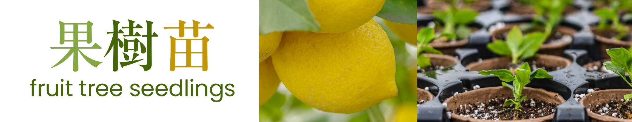 楽天市場】【 商品画像はイメージです 】プンゲンストウヒ