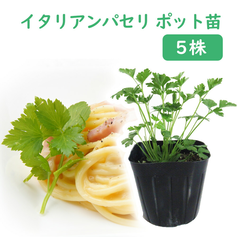 フレッシュイタリアンパセリ3kg イタリアンパセリ3号ポット の通販 | 園芸ネット