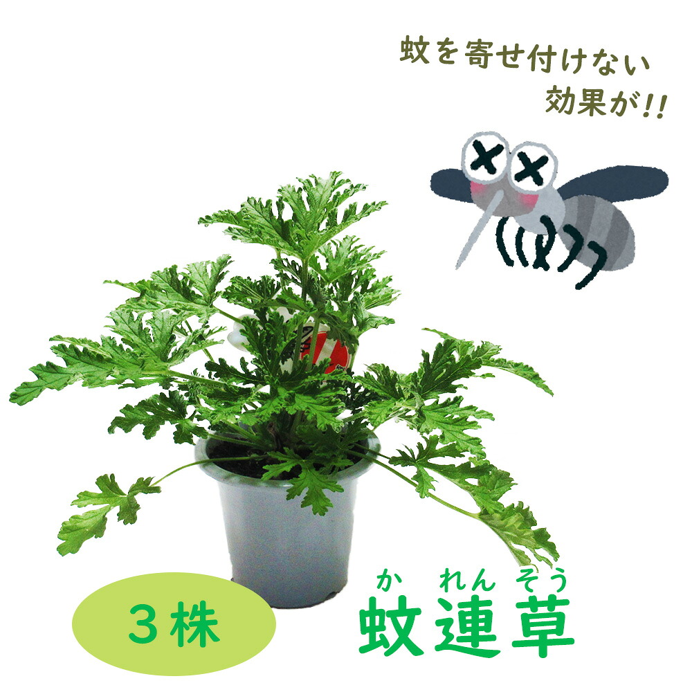 おすすめ特集 3株セット カレンソウ 蚊連草 蚊嫌草 蚊香龍 4号鉢 蚊を寄せ付けなくする香りがします かれんそう かころん 蚊よけ 虫よけ ハーブ モスキートブロック センテッドゼラニウム ローズゼラニウム おすすめ特集 3株セット カレンソウ 蚊連草 蚊嫌草 蚊香龍 4号鉢 蚊を寄せ付けなくする香りがします かれんそう かころん 蚊よけ 虫よけ ハーブ モスキートブロック センテッドゼラニウム ローズゼラニウム