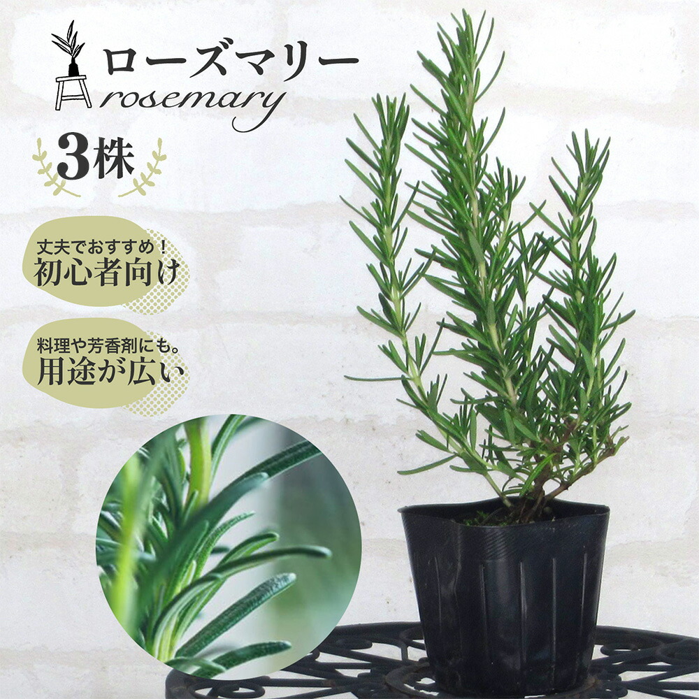 2個まとめ買い ローズマリー 園芸ネット本店｜ローズマリー（立性）：マリンブルー4号 2株セット の