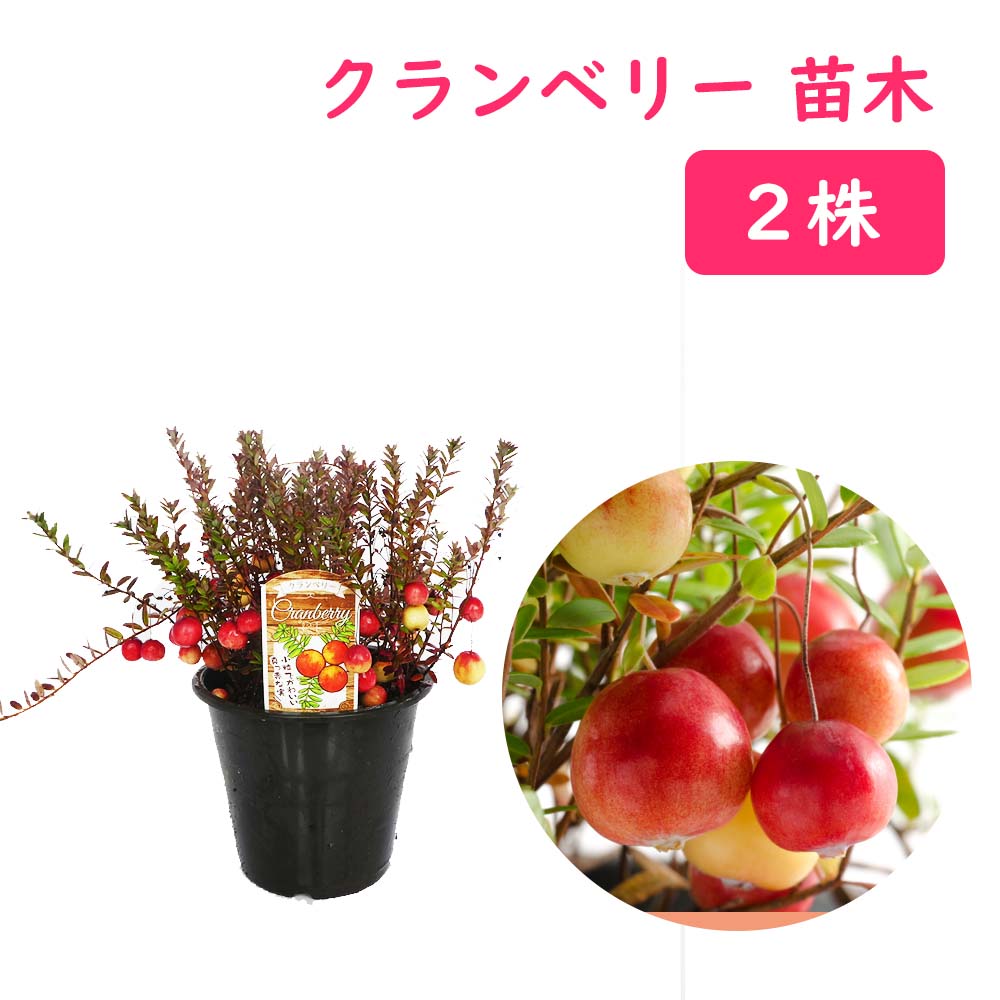 楽天市場】クランベリー 苗 苗木 4号鉢(12cm) 【3株】 樹高約