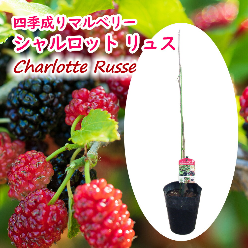 マルベリー　シャルロットリュス　実付　特大株　果樹苗木　果樹苗　果実苗木　実 楽天市場】四季成り マルベリー 「 シャルロット リュス 」 挿木苗 苗