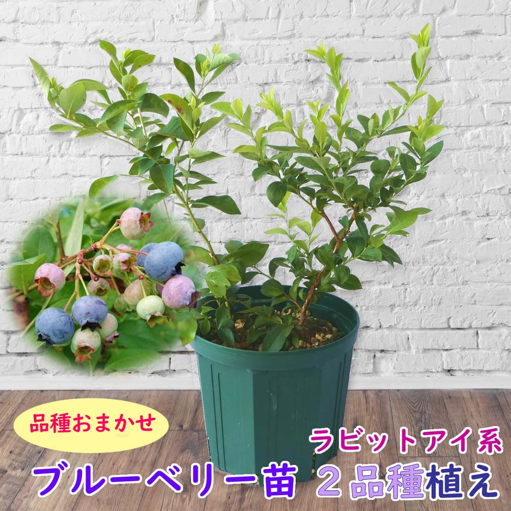 ブルーベリー苗 45本セット - 植物/観葉植物