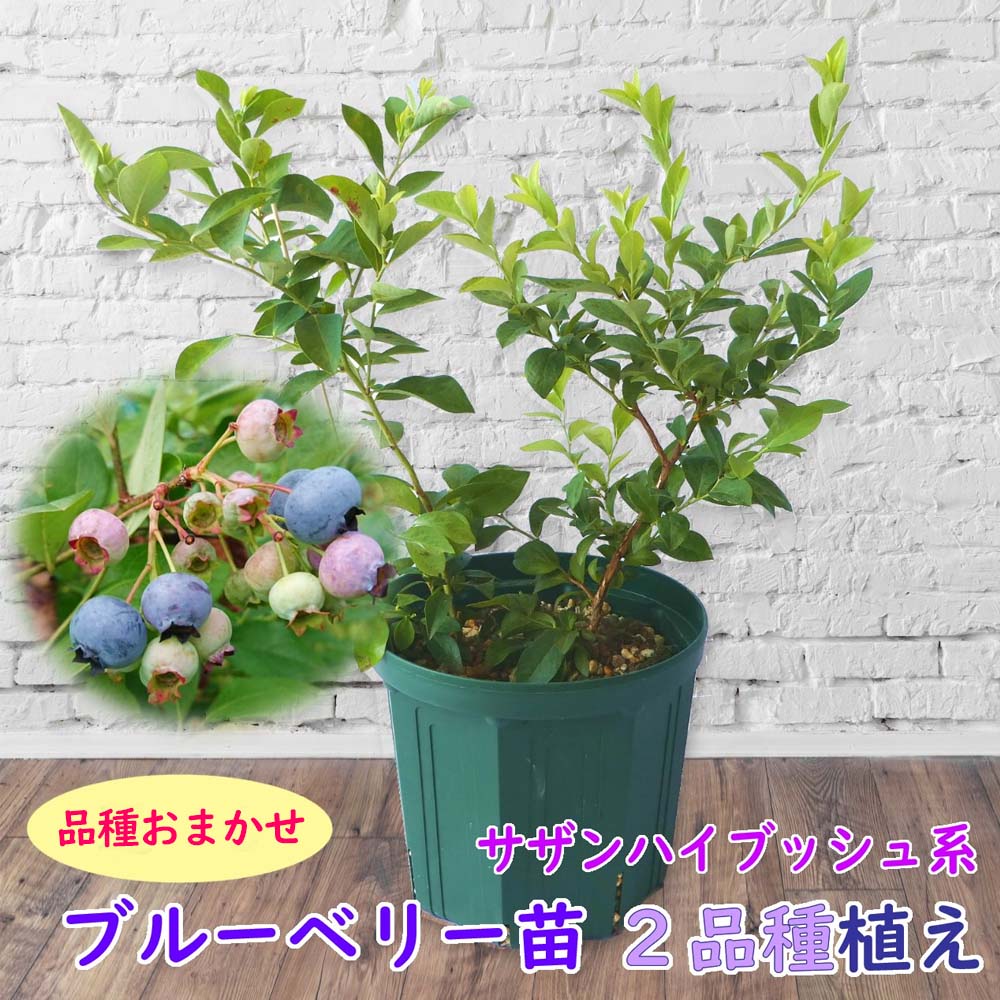 激安卸販売新品 植え替え不要 品種おまかせ サザンハイブッシュ系 ブルーベリー 苗 苗木 ２品種植え 樹高30 40cm 挿木２年生苗 8号スリット鉢に当店が選んだ株を２品種植えこみます 当店独自配合用土 使用 栽培セット 栽培キット Hanuinosato Jp