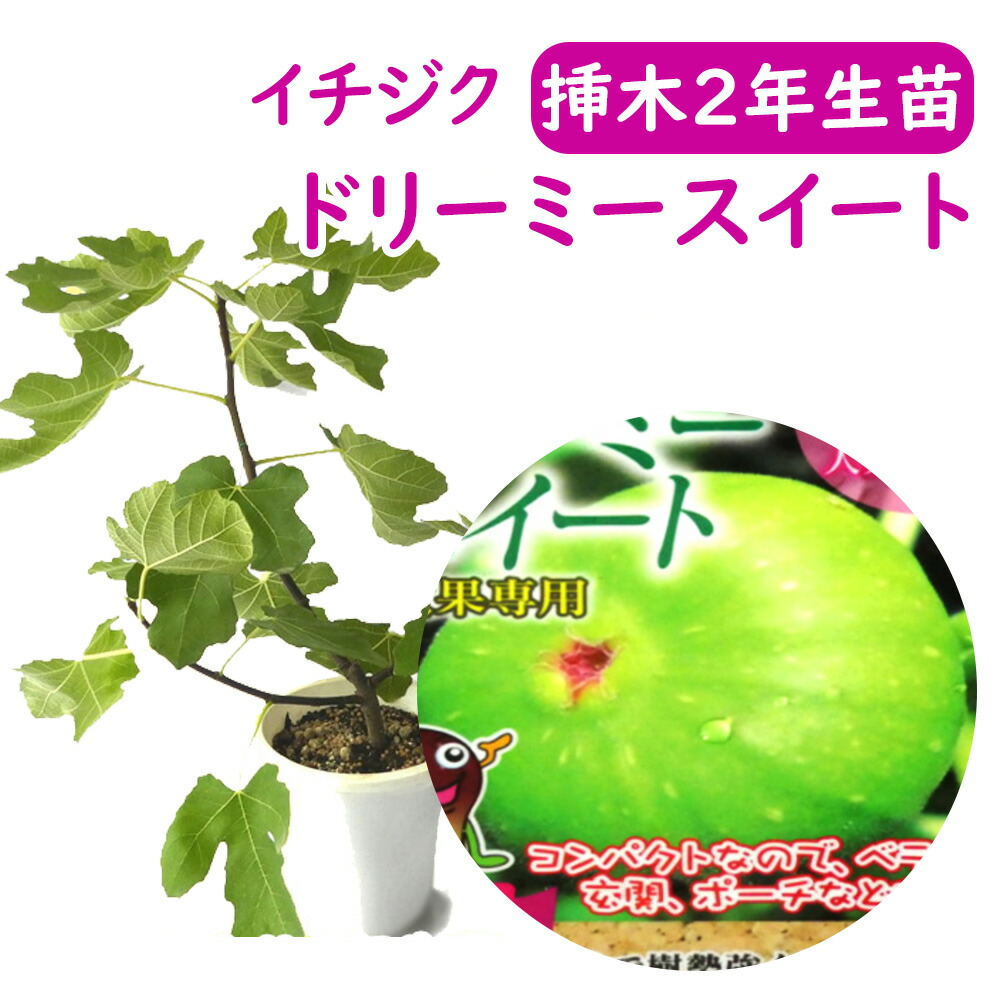 fig2nen-10.jpg