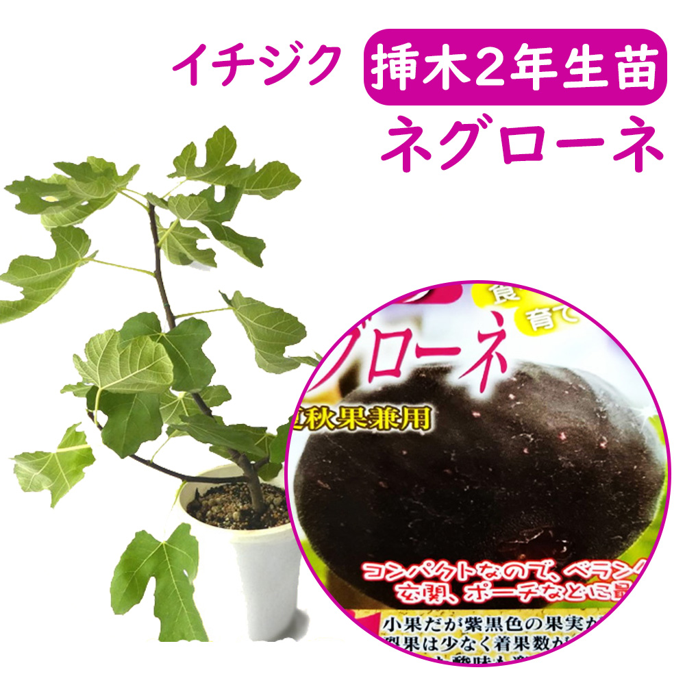 楽天市場】【とにかく根ががっちり！】イチジク 【 ドーフィン 挿木２年生苗 】 苗 苗木 ６号鉢 挿木２年生苗 無花果 いちじく 果樹苗  シンボルツリー 記念樹 健康果樹 健康 果樹苗 : 富士園芸楽天市場店