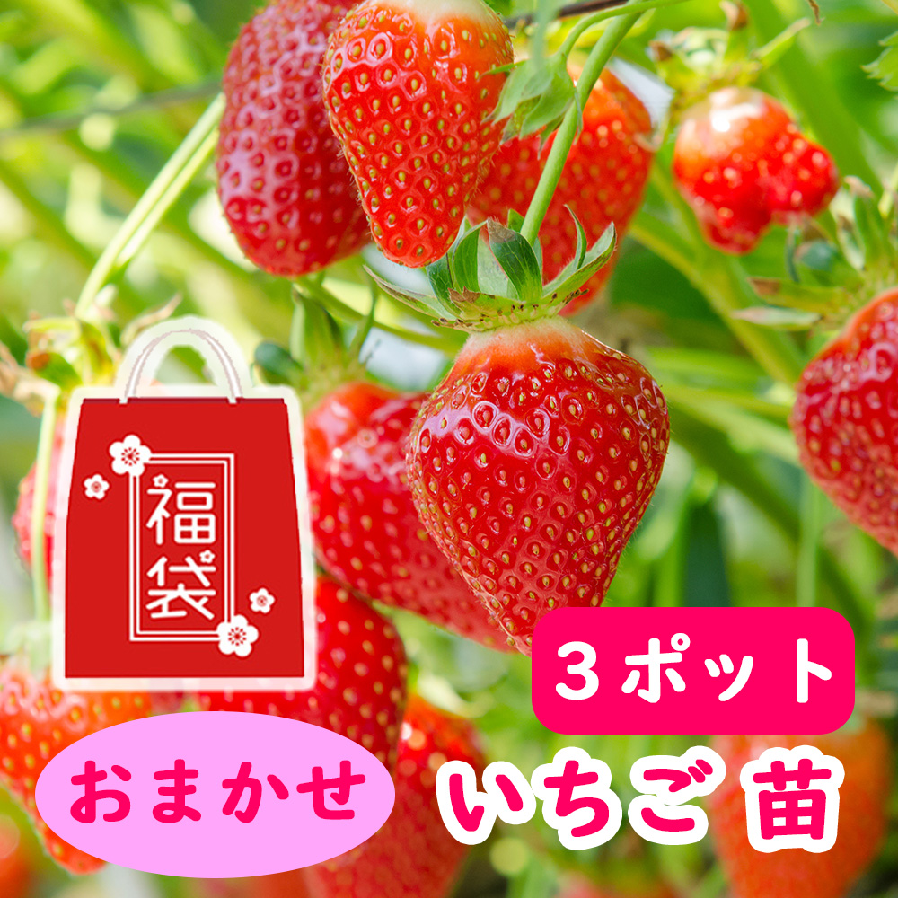 【楽天市場】【 イチゴ 】 選べる イチゴ 苗 【３ポット】 9cmポット 