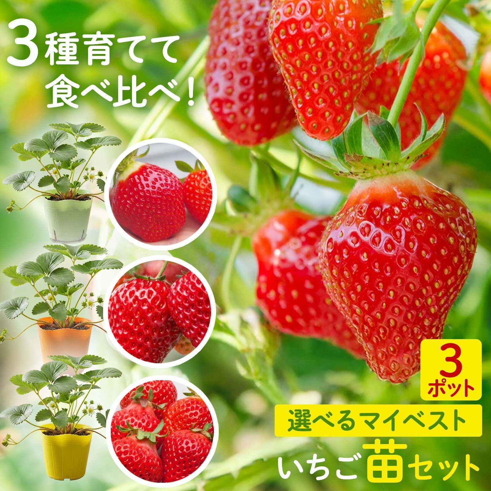 楽天市場】苺 イチゴ苗 3株セット お任せの3種類セット : 母の日 花