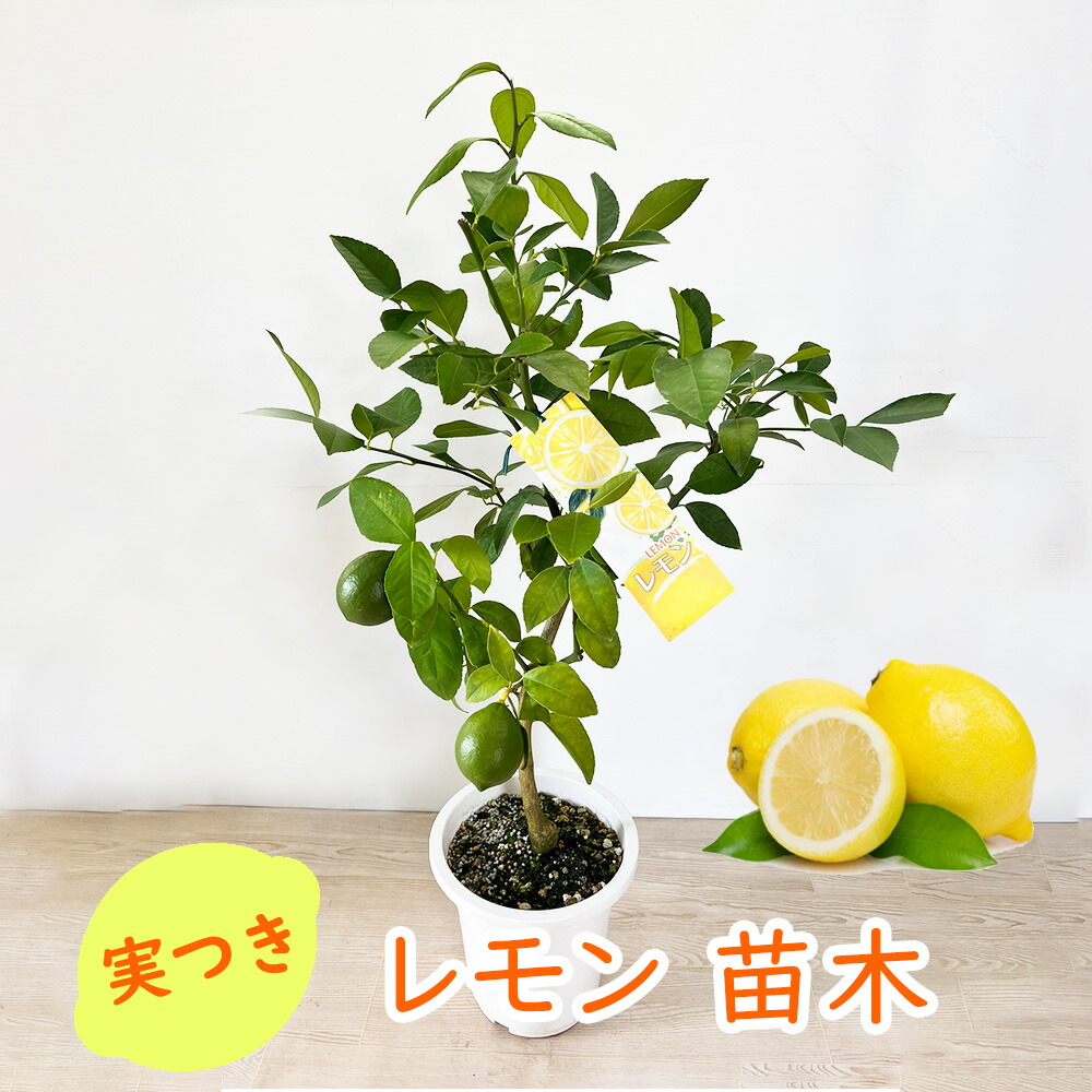 10本セット苗　柑橘 レモン苗木　ライム苗木 楽天市場】ライムの木 6号 樹高50cm(鉢底から) 接ぎ木苗 鉢植え