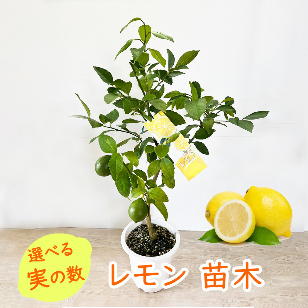 楽天市場】【実付き】レモンの木 マイヤーレモン 樹高50cm(鉢底から) 5