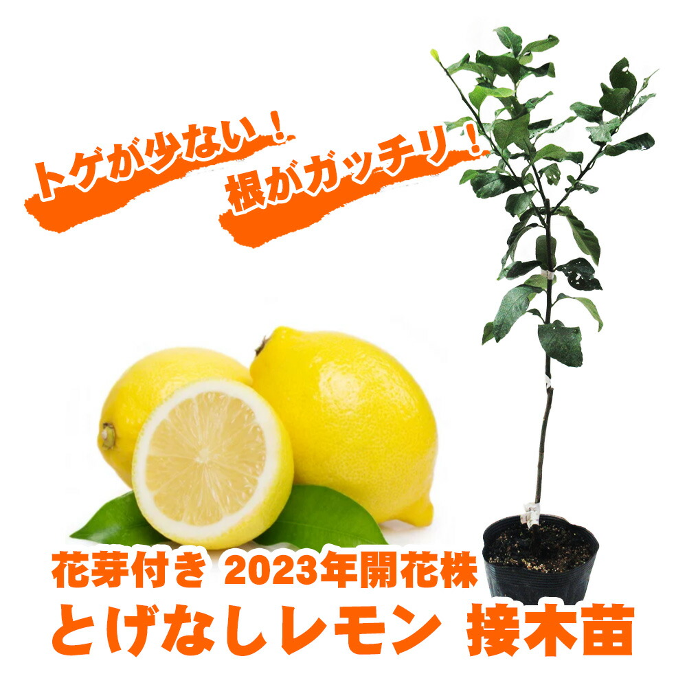 楽天市場】レモン 苗木 香水レモン（パキスタンレモン）《果樹苗