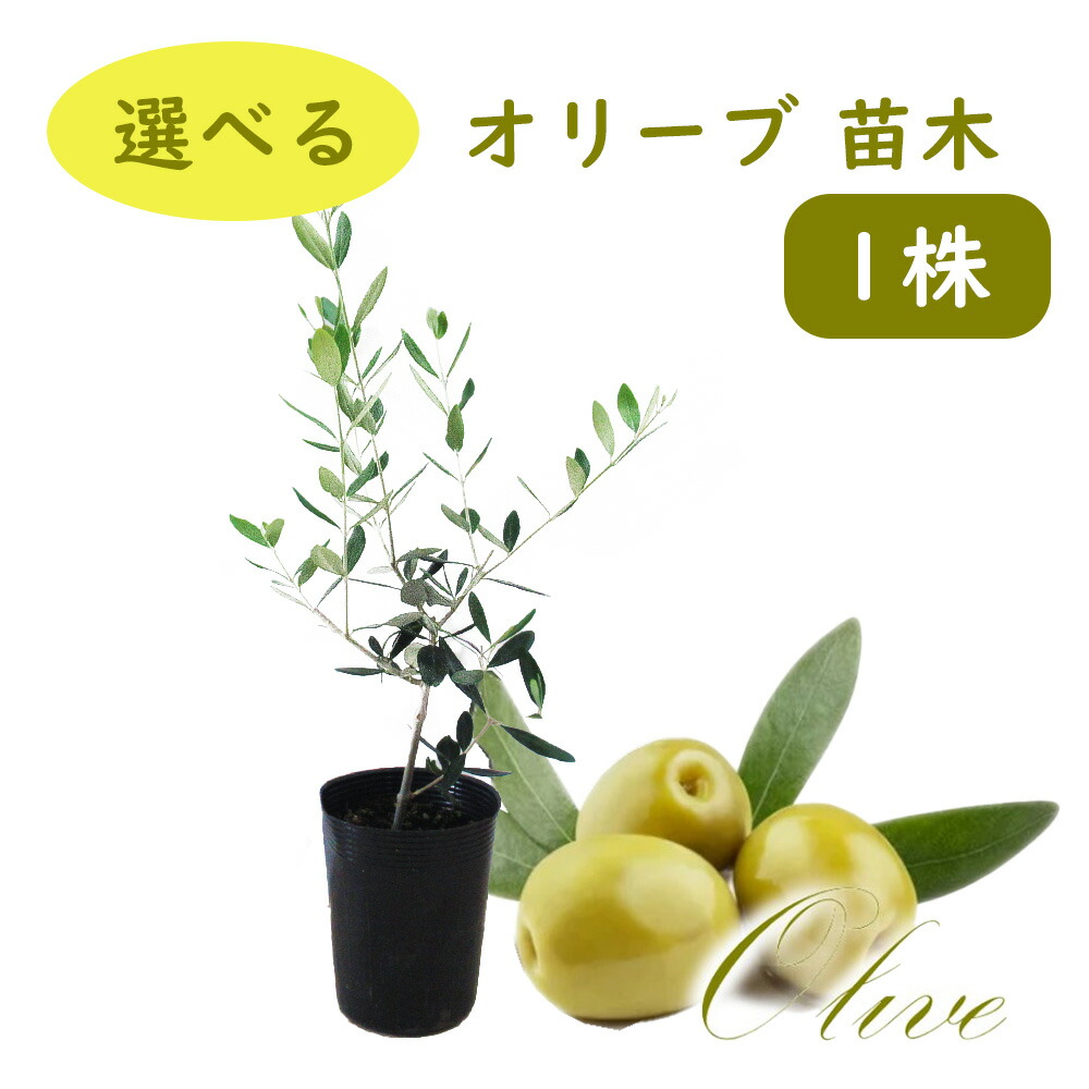 olivesum3-01.jpg
