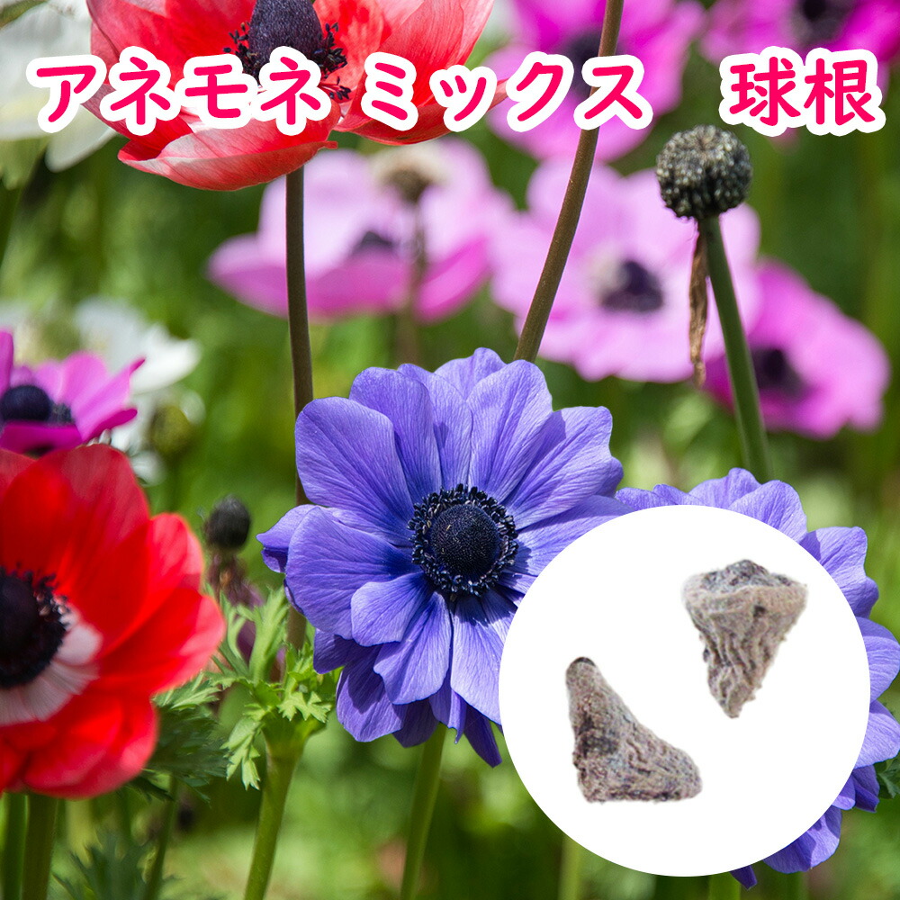 84　アネモネ 園芸ネット本店｜[25年12月上中旬予約]アネモネ【極-KIWAMI-】：ポルト