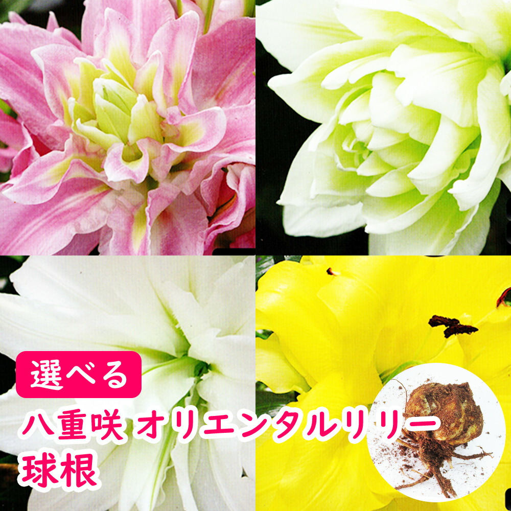 12/16までお値引き オリエンタルリリー　アソート⑦ 楽天市場】八重咲き オリエンタルリリー 混合 球根 3球 【 お徳用