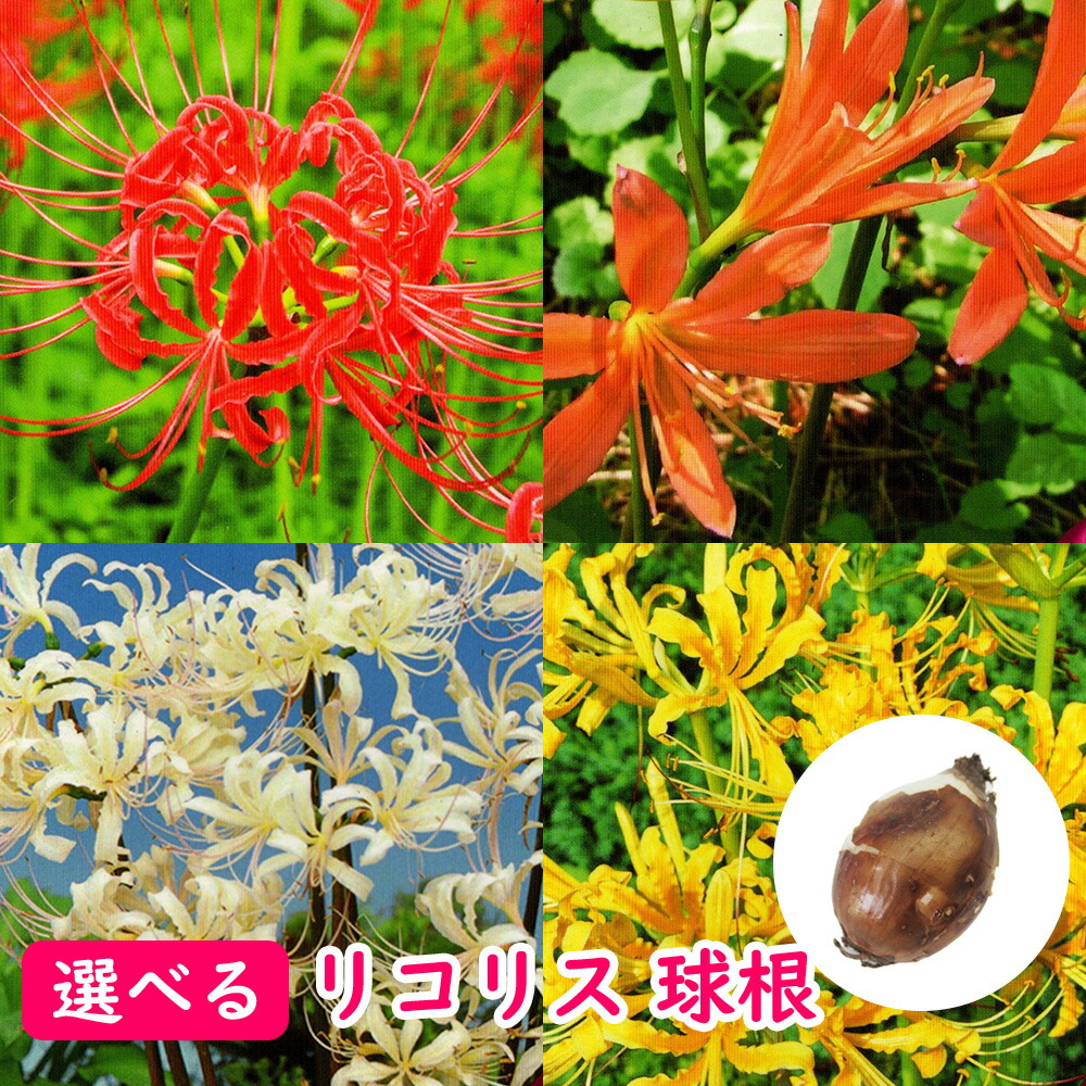 楽天市場】【2球セット】リコリス オーレア(黄) : 千草園芸