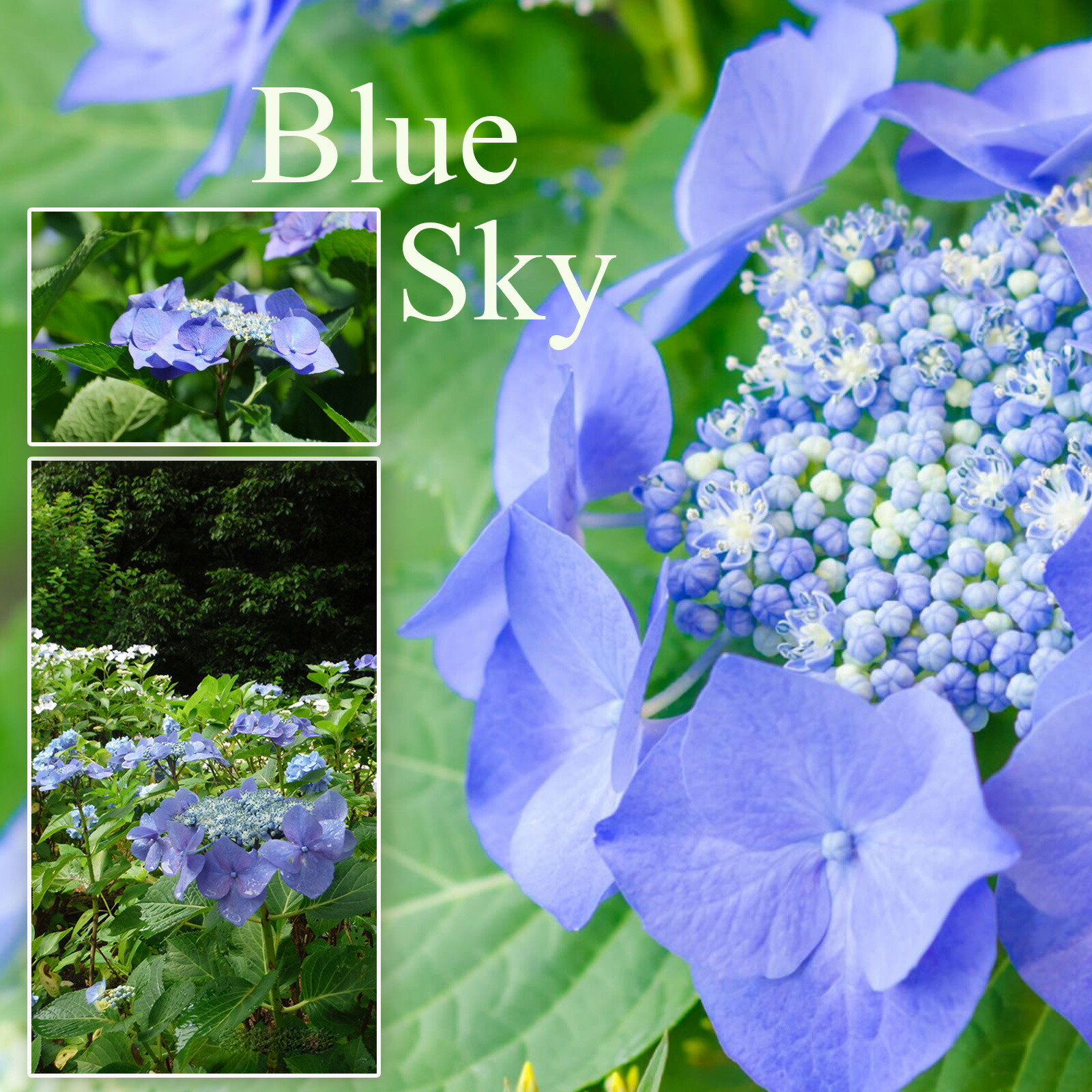 １１０cm大株　アジサイ科　苗木　苗　コアジサイ　白色～淡青色の花　甘い香り 110cm大株 アジサイ科 苗木 苗 コアジサイ 白色～淡青色の花