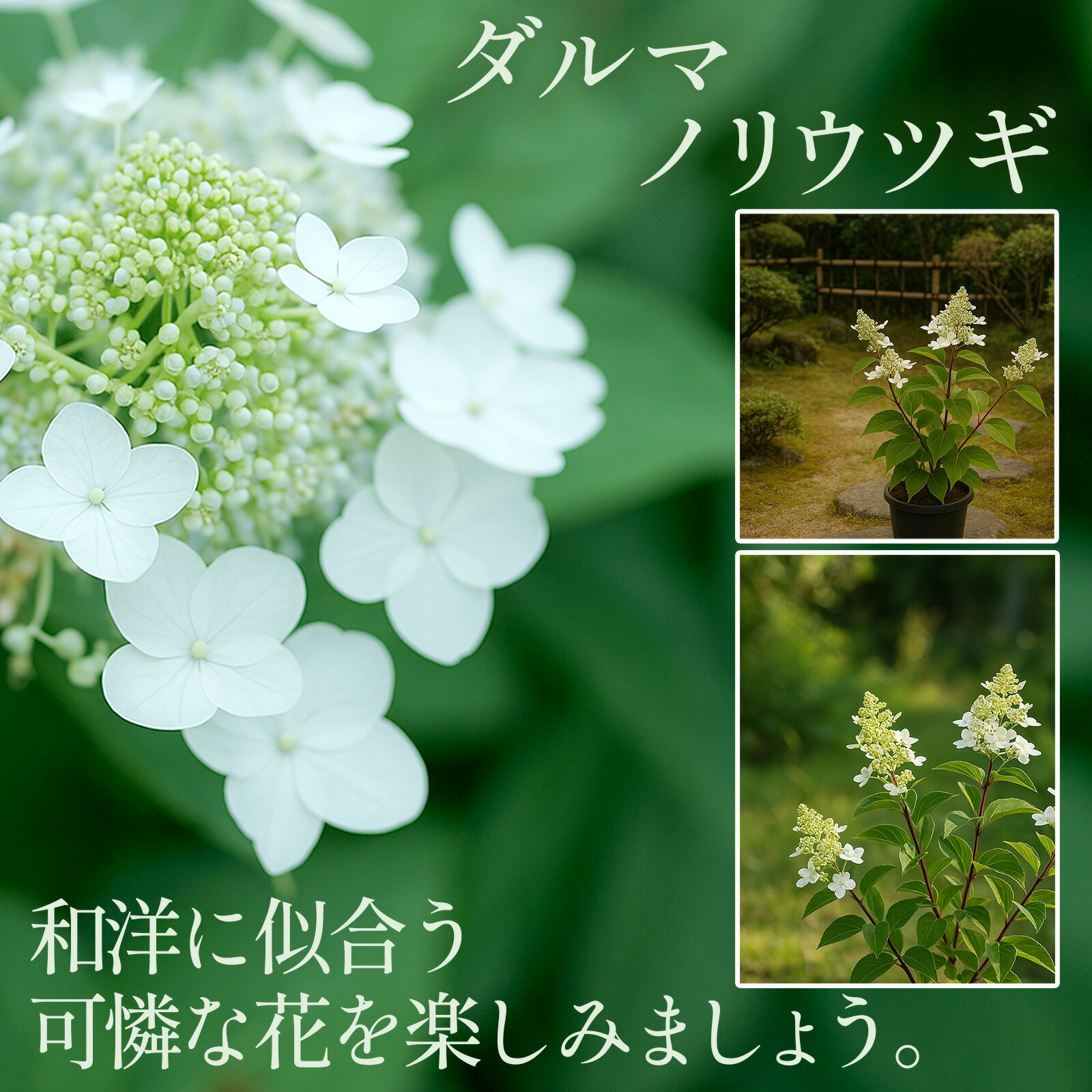楽天市場】【花終わり品】 ノリウツギ アジサイ ホワイトライト