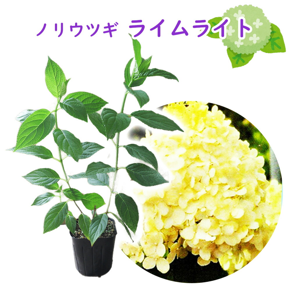 ＊ごえもんもんさま＊ ノリウツギ苗ライムライト　ピラミッドあじさい 楽天市場】【 ノリウツギ 「 ライムライト 」 】9cmポット苗 苗木