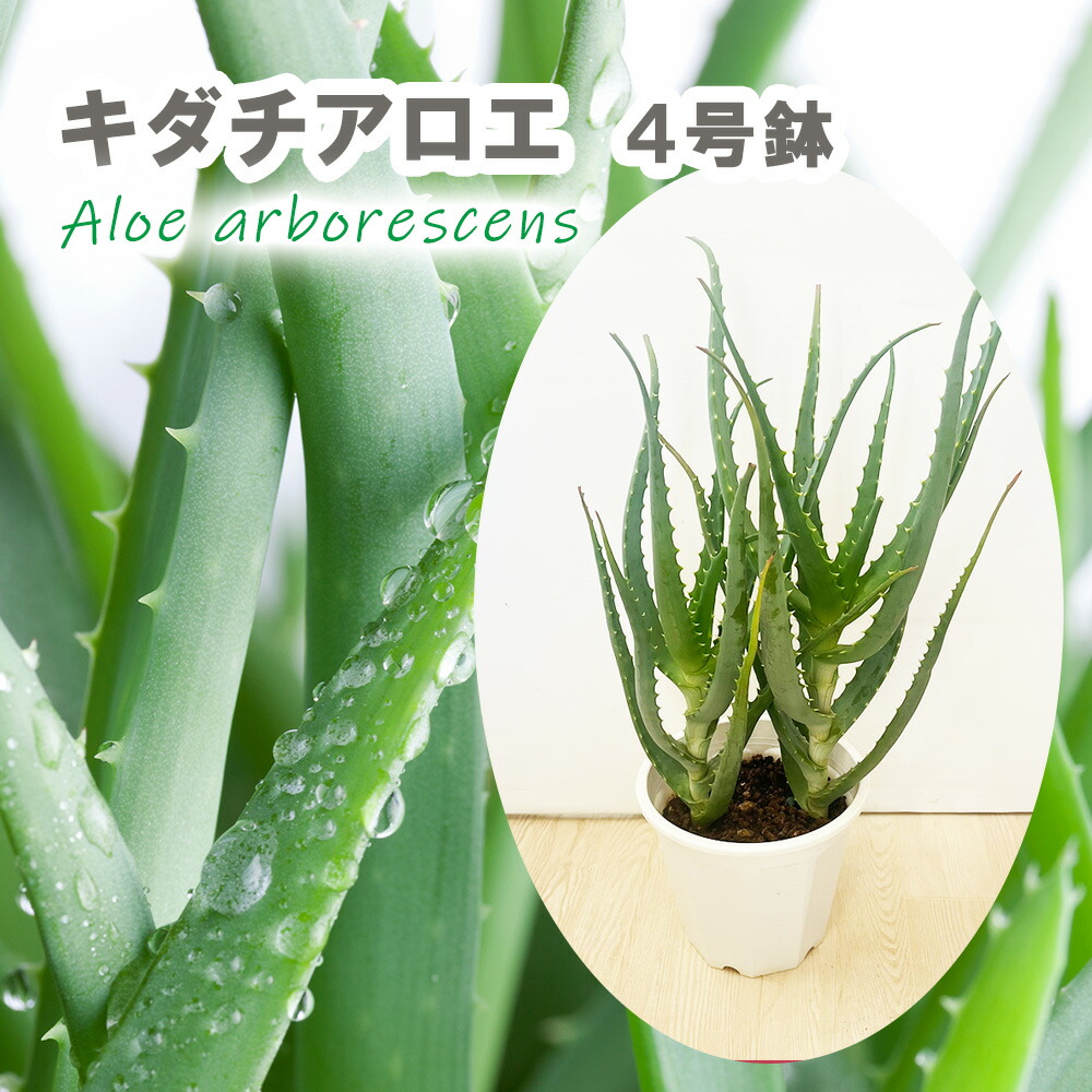 楽天市場】アロエ・千代姫「多肉植物」希少種 [Aloe variegata と Aloe