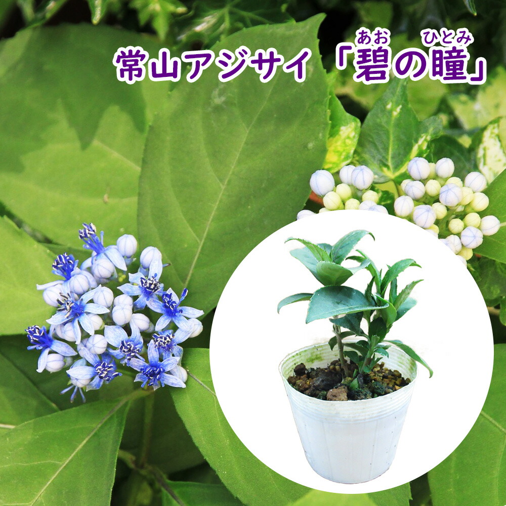 楽天市場】【 花終わり 】 常山アジサイ 『 碧の瞳 ( あおのひとみ