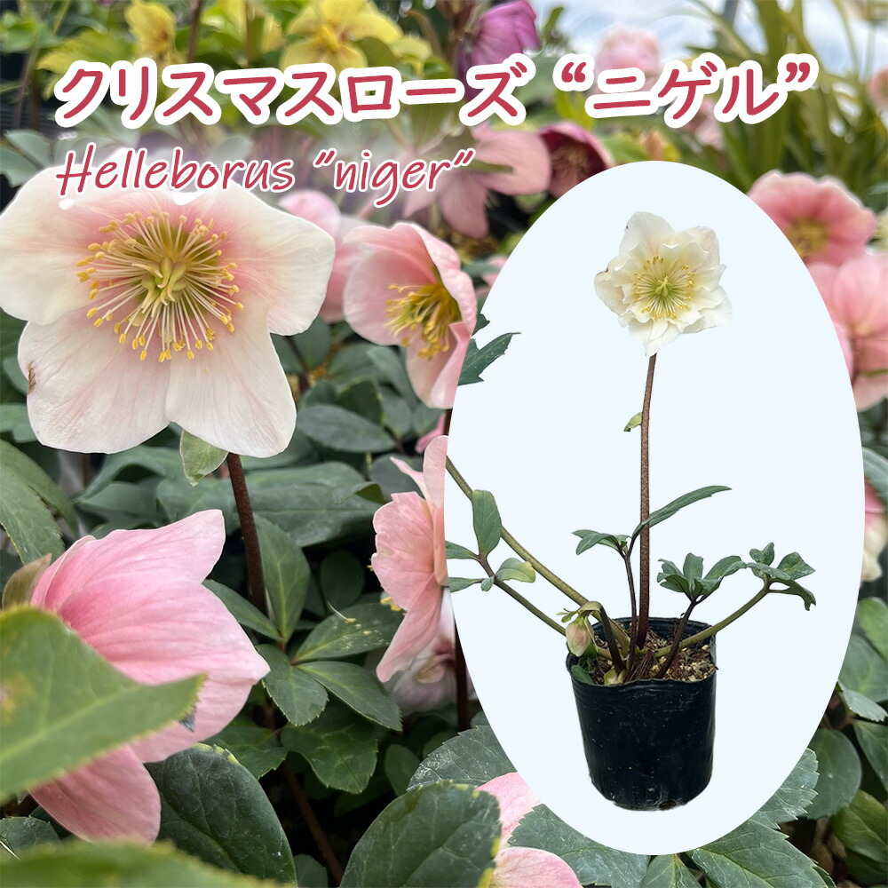 原種クリスマスローズチベタヌス(甘粛省甘谷産)実生4年苗 【公式通販】