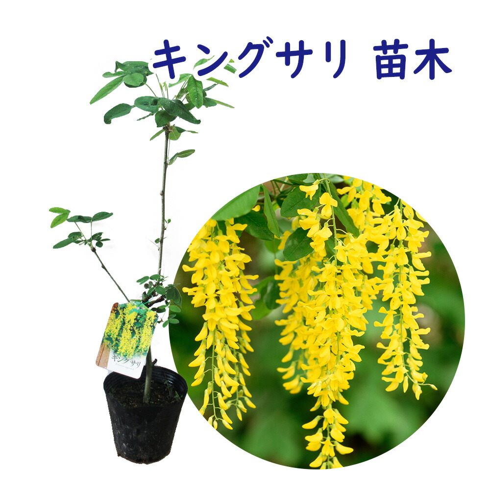楽天市場】【現品】キングサリ 苗木 7号 G207 : 千草園芸