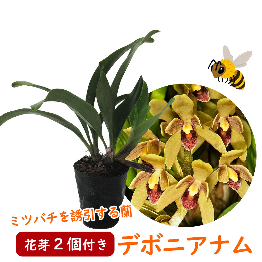 楽天市場】ニホンミツバチ誘引蘭 CYM ミスマフェット 4号サイズ