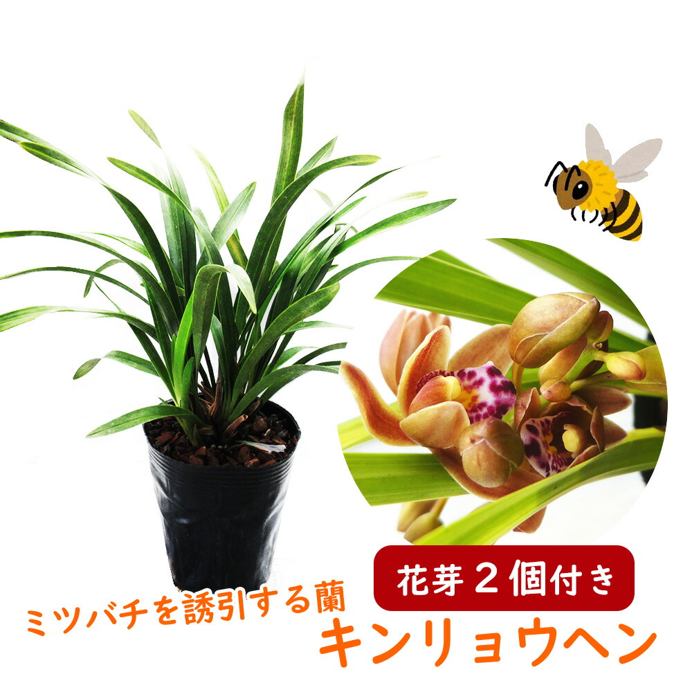 4寸。ミスマフェット。花芽合計11個。5鉢セット。蜜蜂誘引蘭。日本蜜蜂