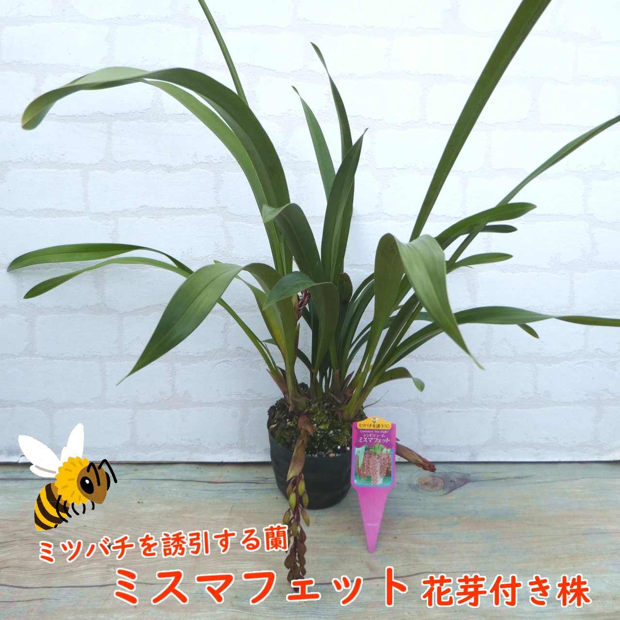 楽天市場】【 花芽1つ付き 】シンビジウム ミスマフェット 5号(15cm