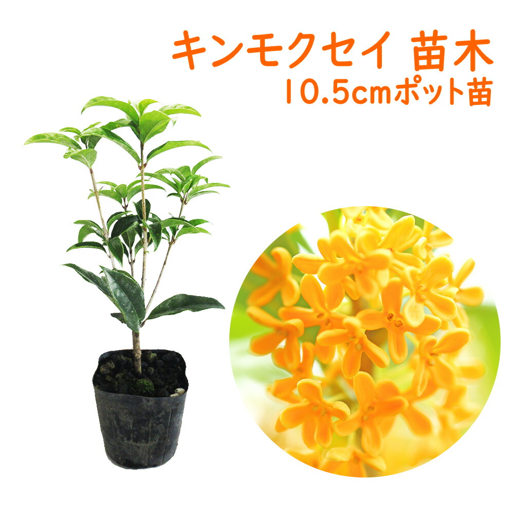 楽天市場】キンモクセイ 苗 苗木 10.5cmポット苗 金木犀 三大香木 植木