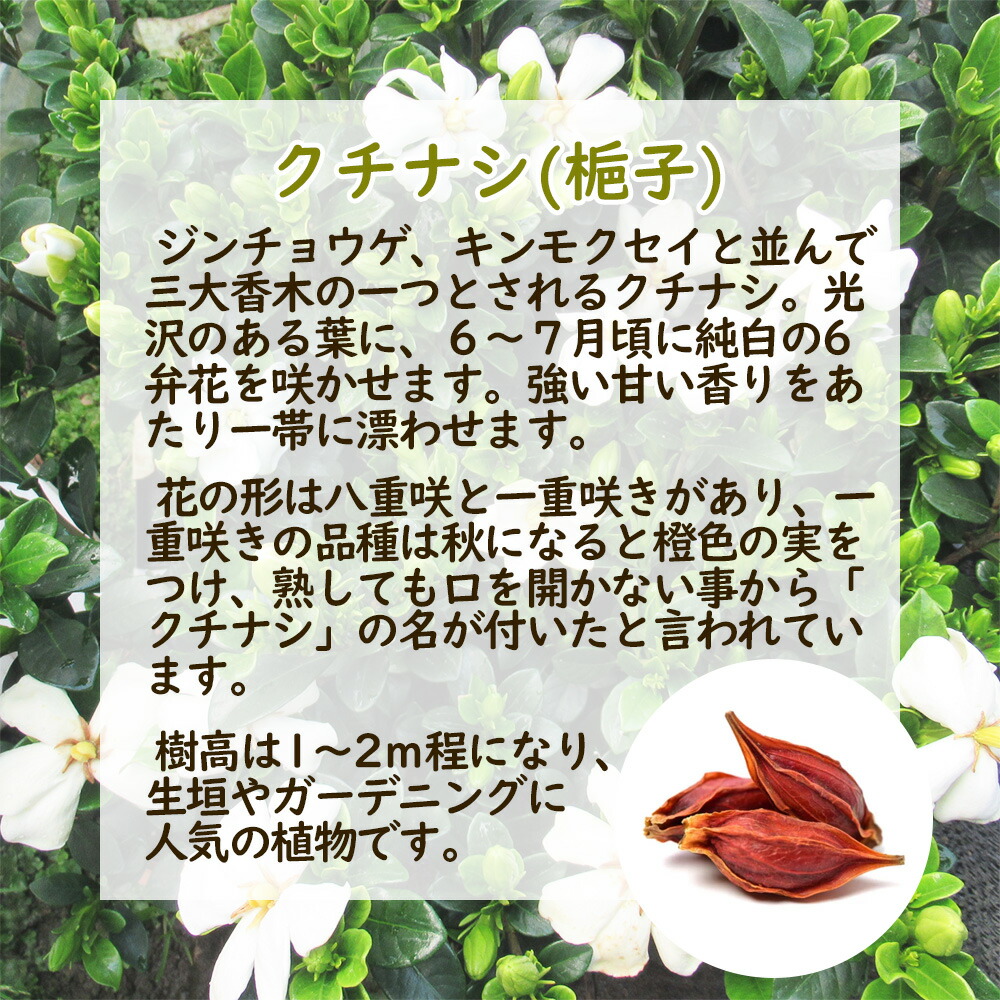 市場 花終わり 4 5号鉢 八重咲クチナシ 苗 クチナシ 苗木 梔子 三大香木 樹高約25cm