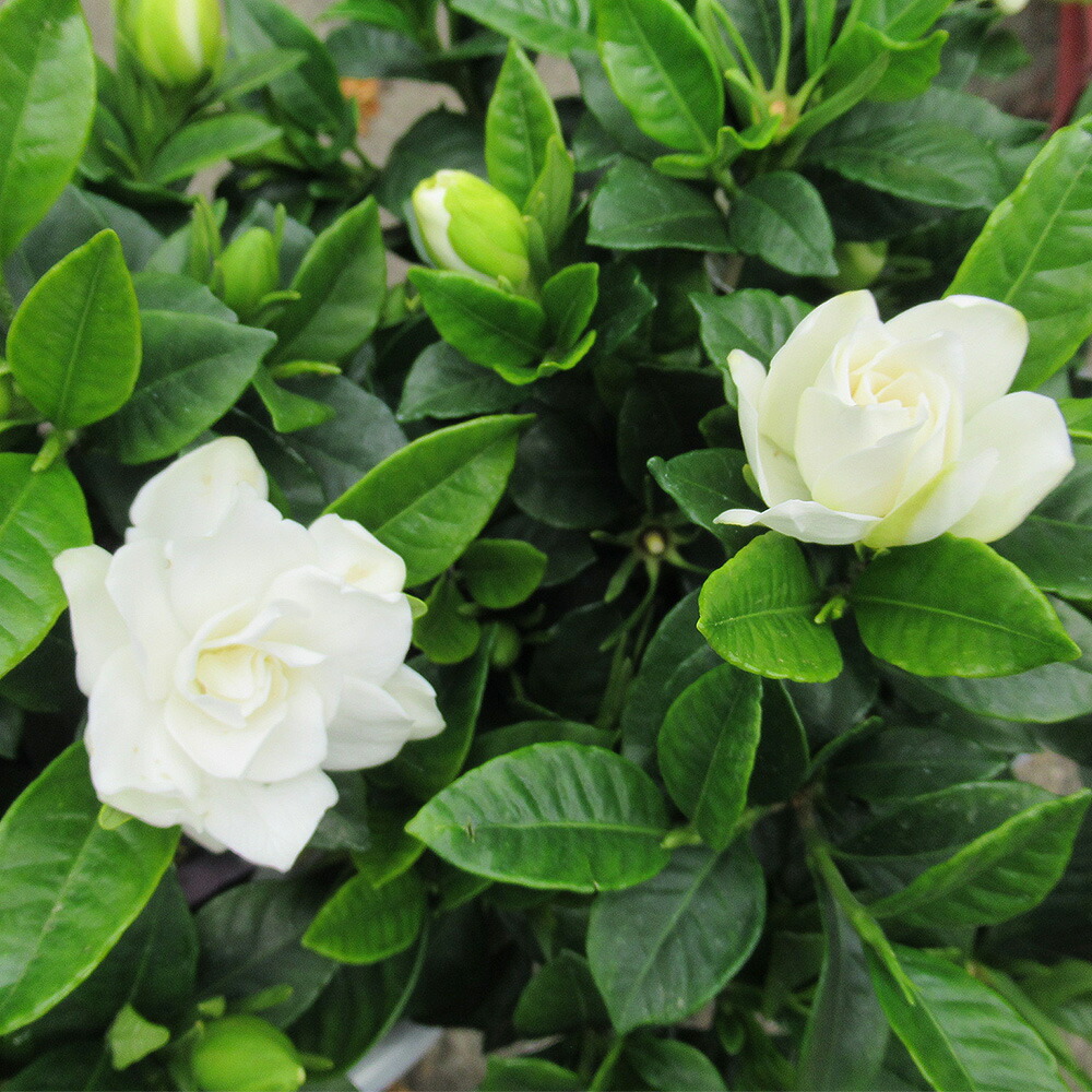 市場 花終わり 三大香木 苗木 苗 4 5号鉢 八重咲クチナシ クチナシ 樹高約25cm 梔子