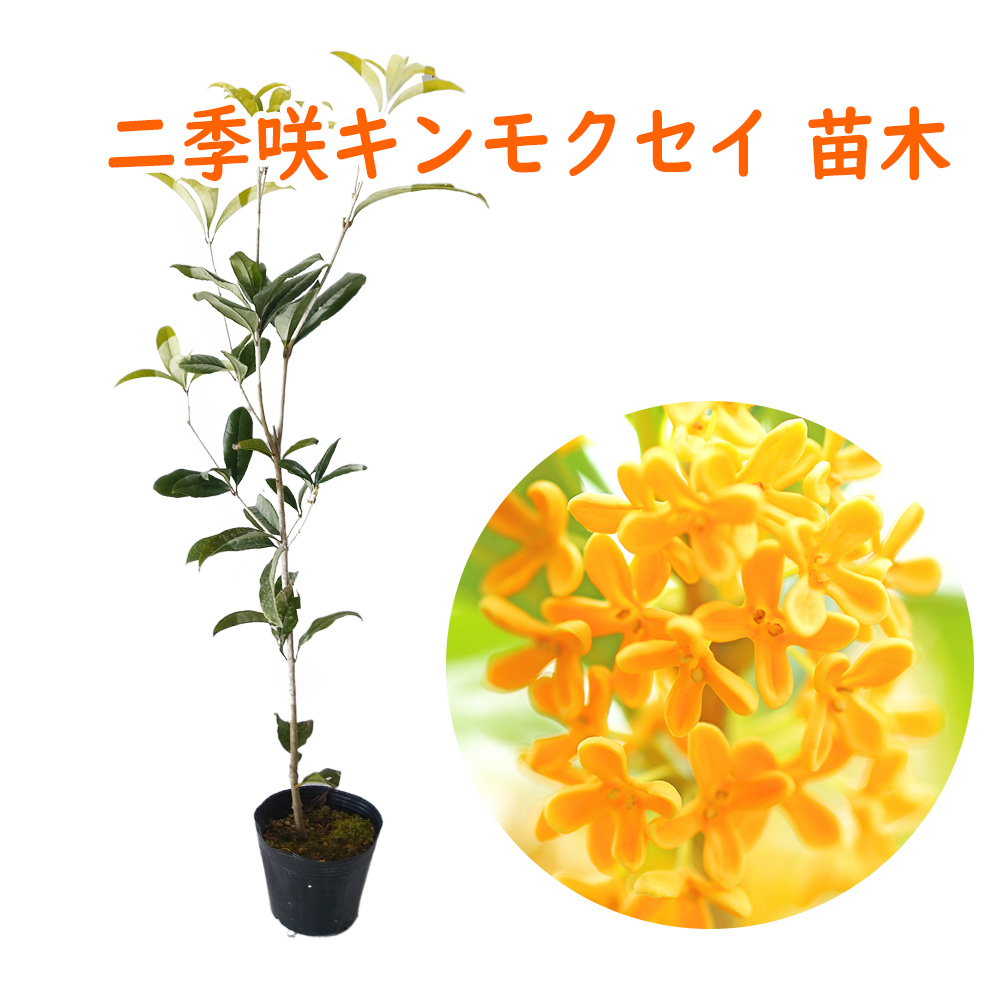 【楽天市場】キンモクセイ 苗 苗木 12cmポット 樹高約30～40cm 金木犀 三大香木 植木 庭木 生垣 シンボルツリー ポプリ モイストポプリ  : 富士園芸楽天市場店