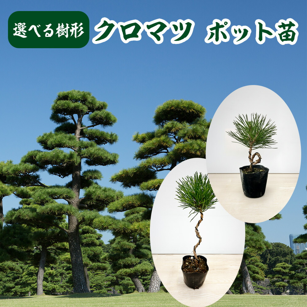 楽天市場】チリマツ（モンキーパズルツリー）希少 特大株 9号鉢植え