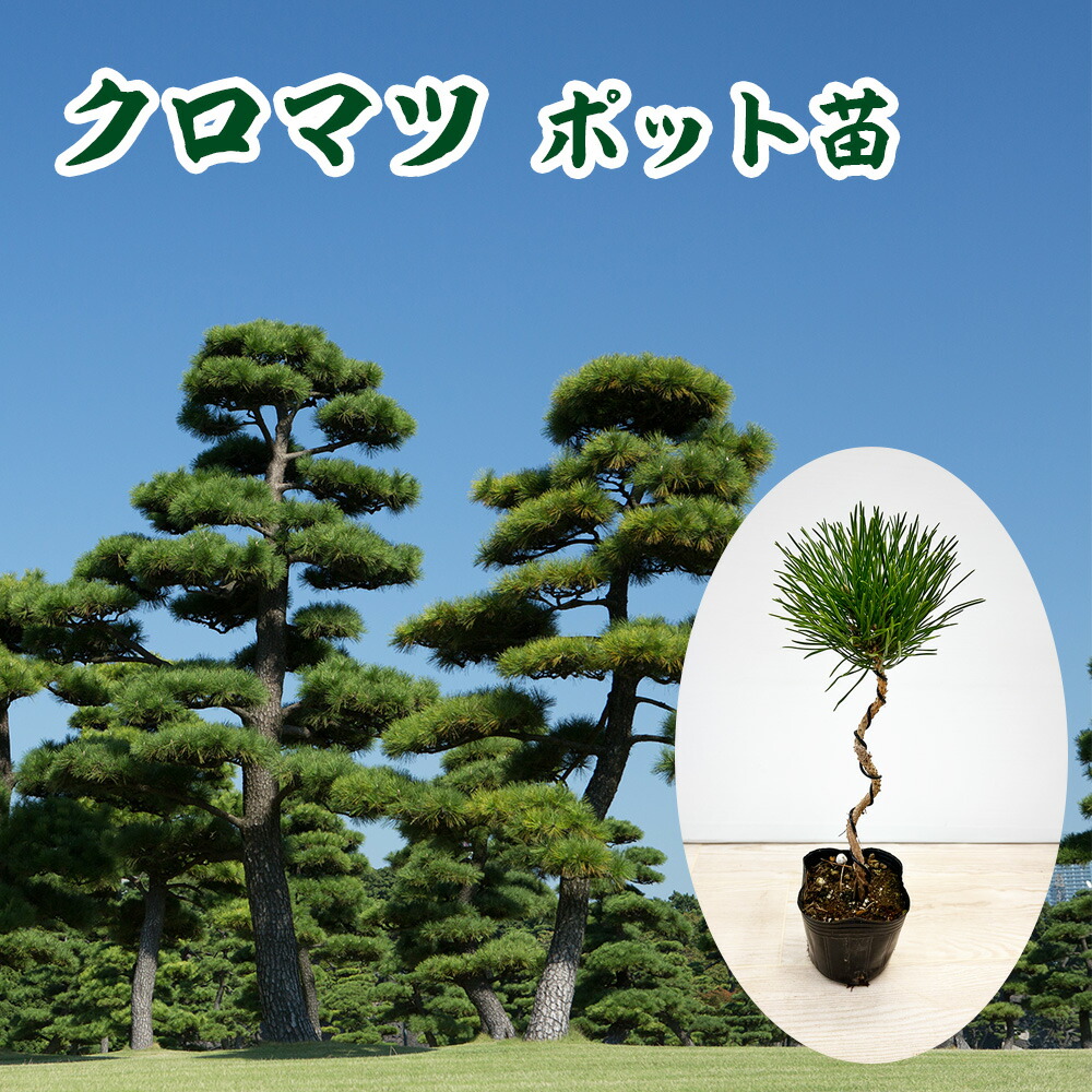 楽天市場】チリマツ（モンキーパズルツリー）希少 特大株 9号鉢植え