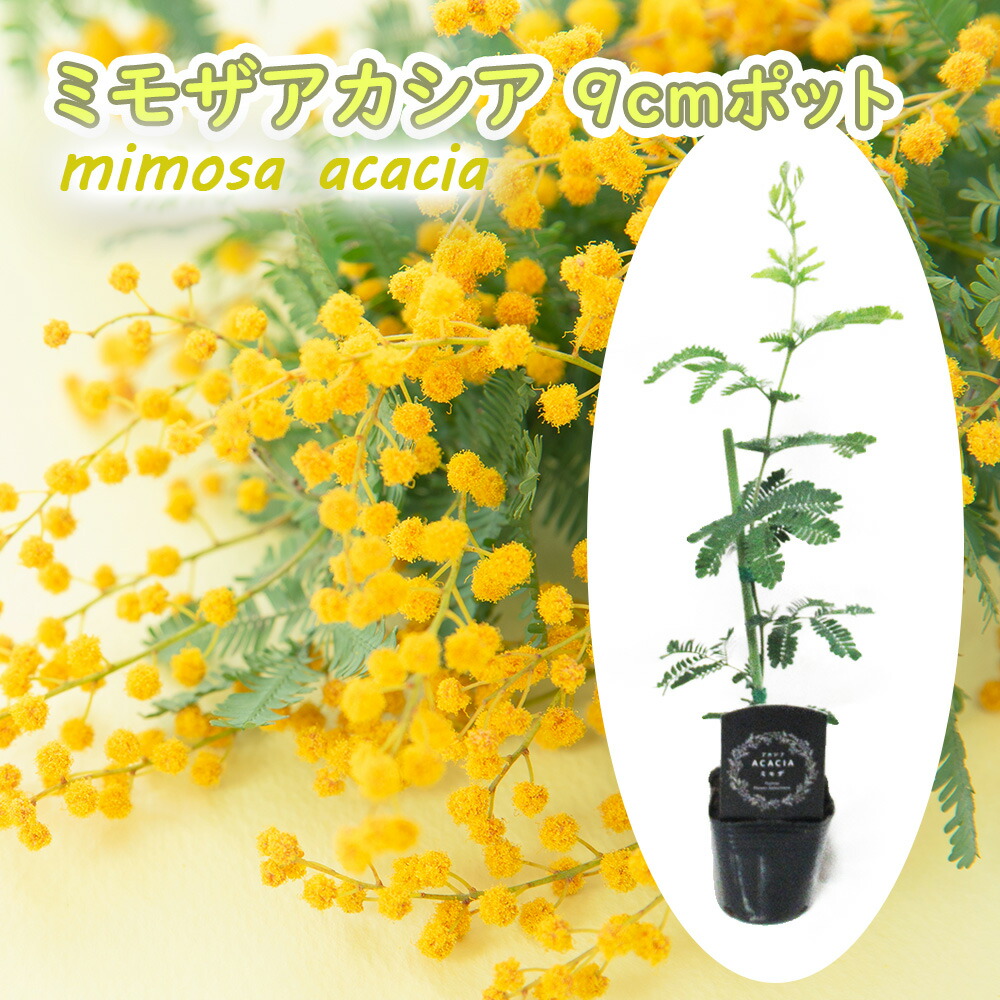 楽天市場】ミモザアカシア 9cmポット 苗 苗木 樹高約30cm アカシア