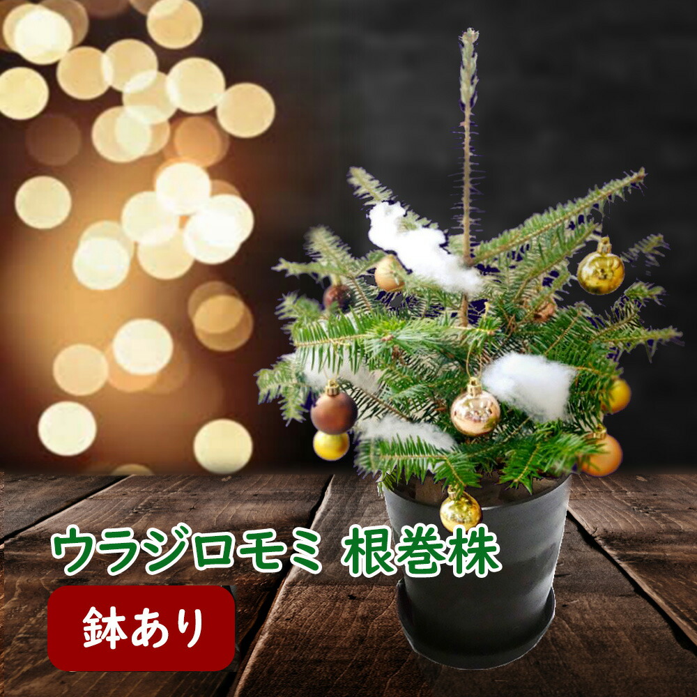 完売】天然＊野生の可愛いもみの木さん【樅の木/苗木