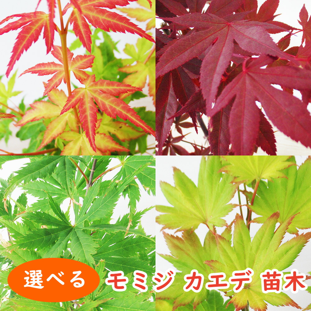 モミジ 出猩々 デショウジョウ 約1.7m 現品発送 特大株 植木苗木大苗