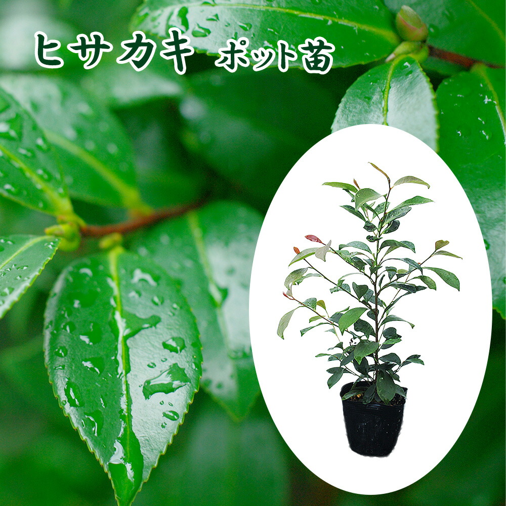 楽天市場】ヒサカキ 苗 【姫榊 （ひさかき）】 ポット苗 榊 びしゃこ