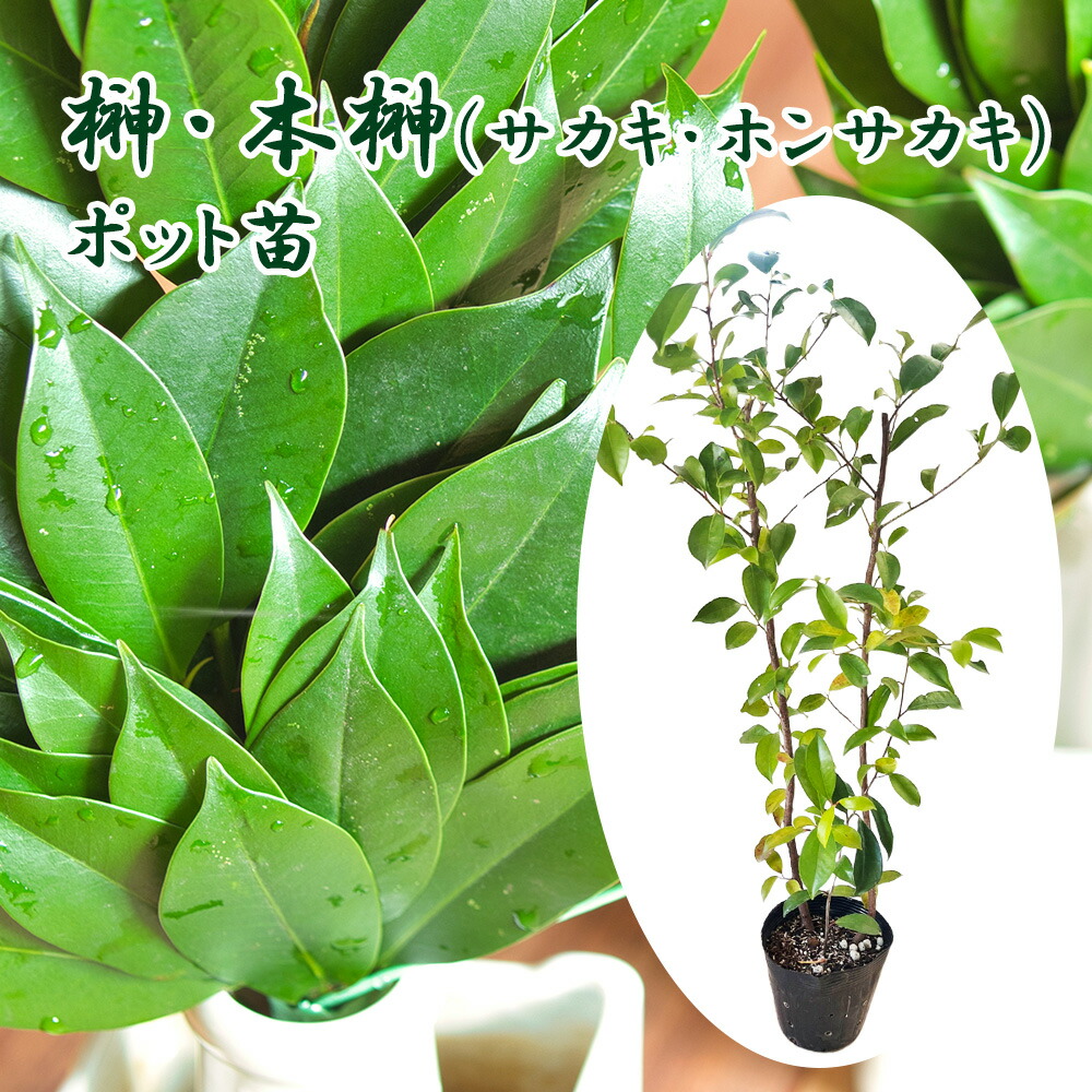 楽天市場】榊 苗木 【本榊 （ほんさかき） 青芽神サカキ】 幼苗