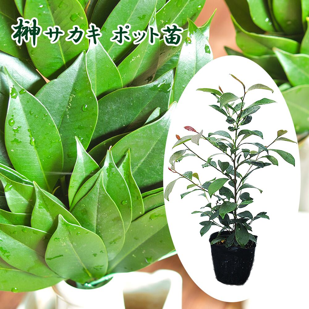 楽天市場】サカキ 苗 苗木 15cmポット苗 榊 本榊 ホンサカキ 神道 神事