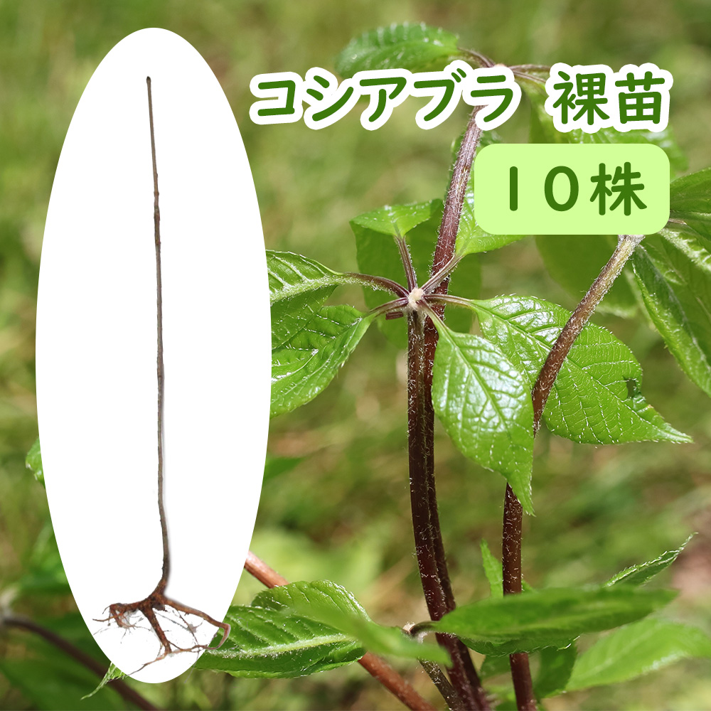 在庫あり/即出荷可】 山菜 苗木 ecousarecycling.com