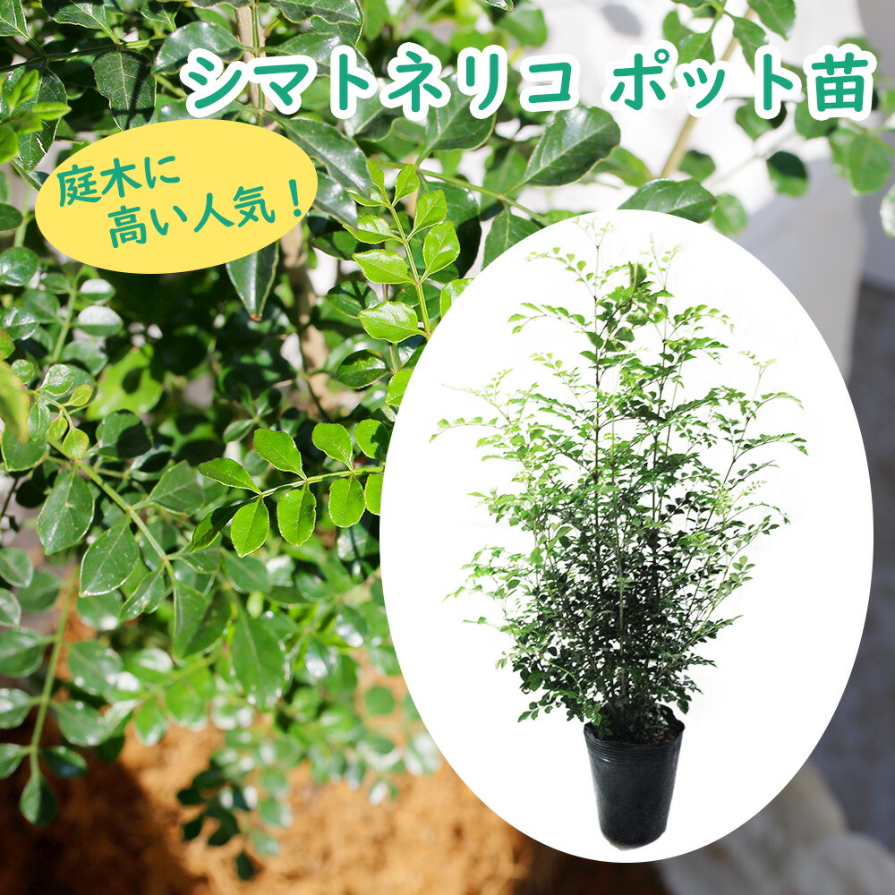 楽天市場】耐寒性 ダシリリオン 苗 【ダシリリオン ウィーレリ】 約0.9