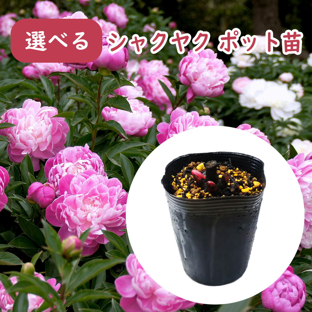 芍薬苗　確認用 楽天市場】芍薬 苗（花の苗物｜苗物）：ガーデニング・農業<花
